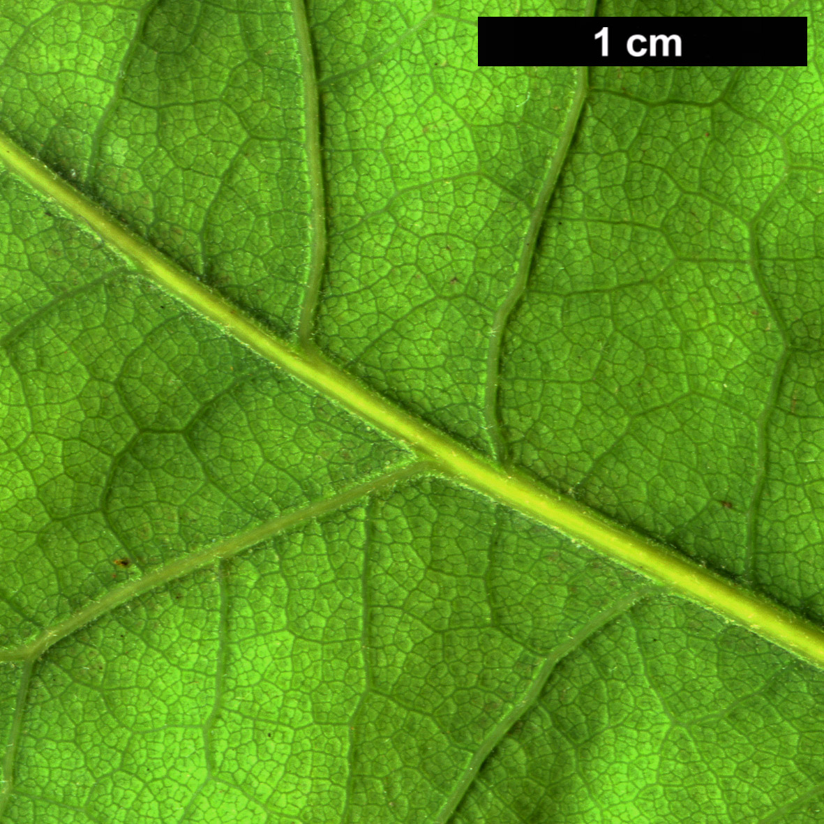 High resolution image: Family: Fagaceae - Genus: Quercus - Taxon: havardii × Q.stellata